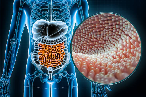 Peran Penting Mikrobioma Usus dalam Kesehatan dan Keseimbangan Tubuh